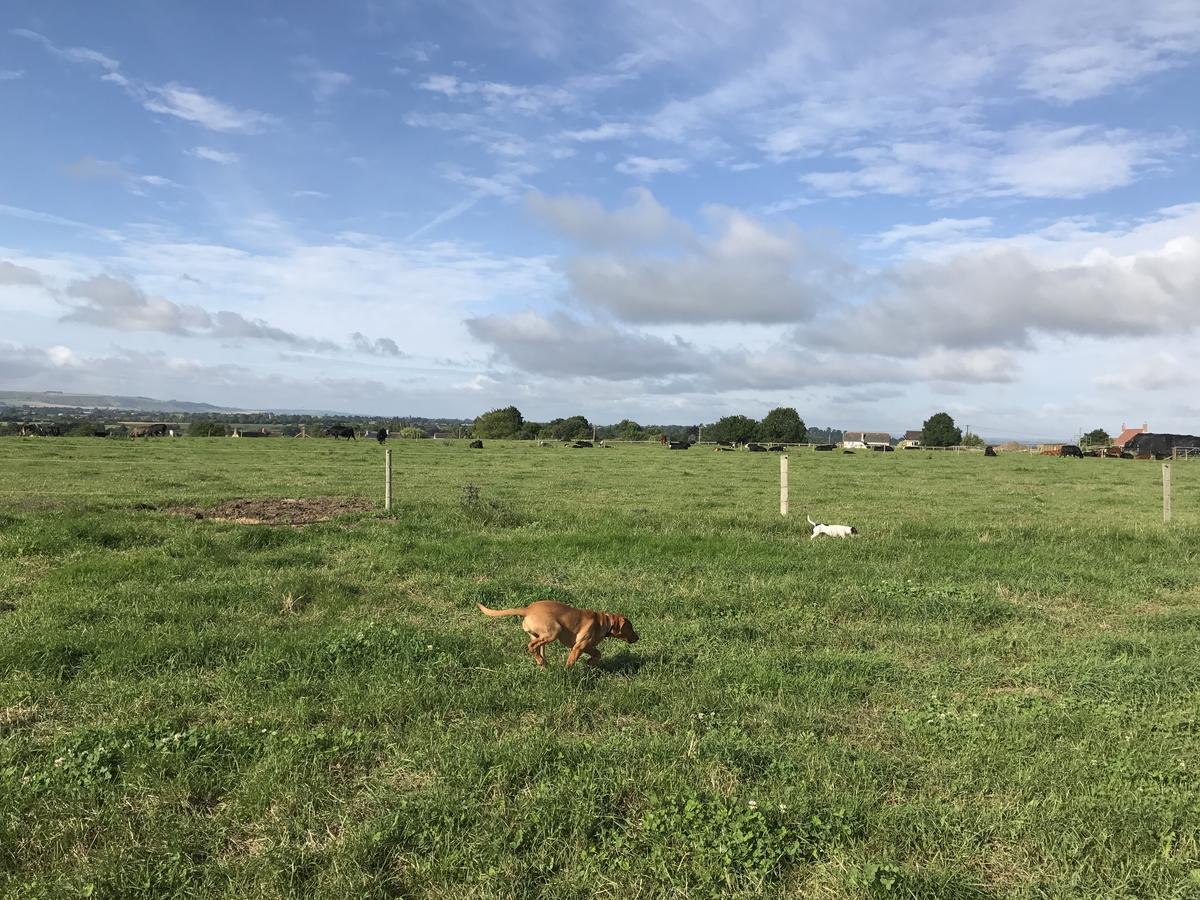 Rew Farm Country & Equestrian Accommodation - Sunrise Lodge 梅尔克舍姆 外观 照片
